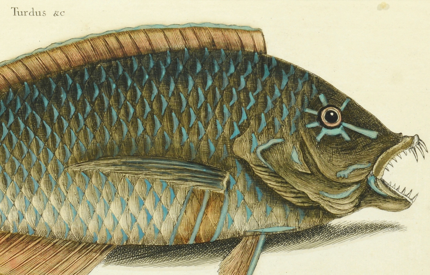 Lot 373: Two Mark Catesby Fish Prints