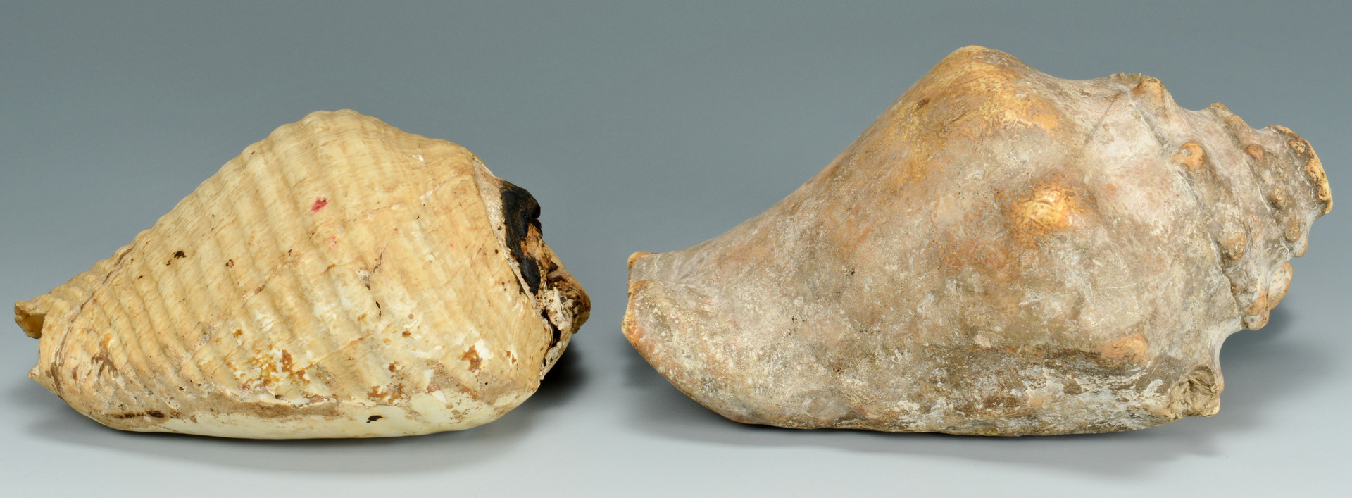 Lot 617: 2 Pre Columbian Shell Trumpets