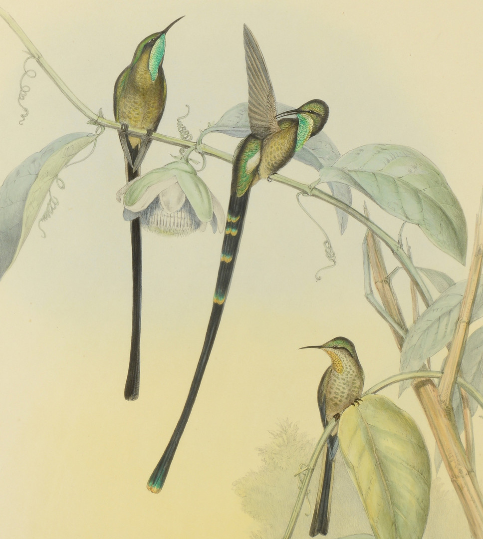 Lot 864: 4 Gould Hummingbird Lithographs