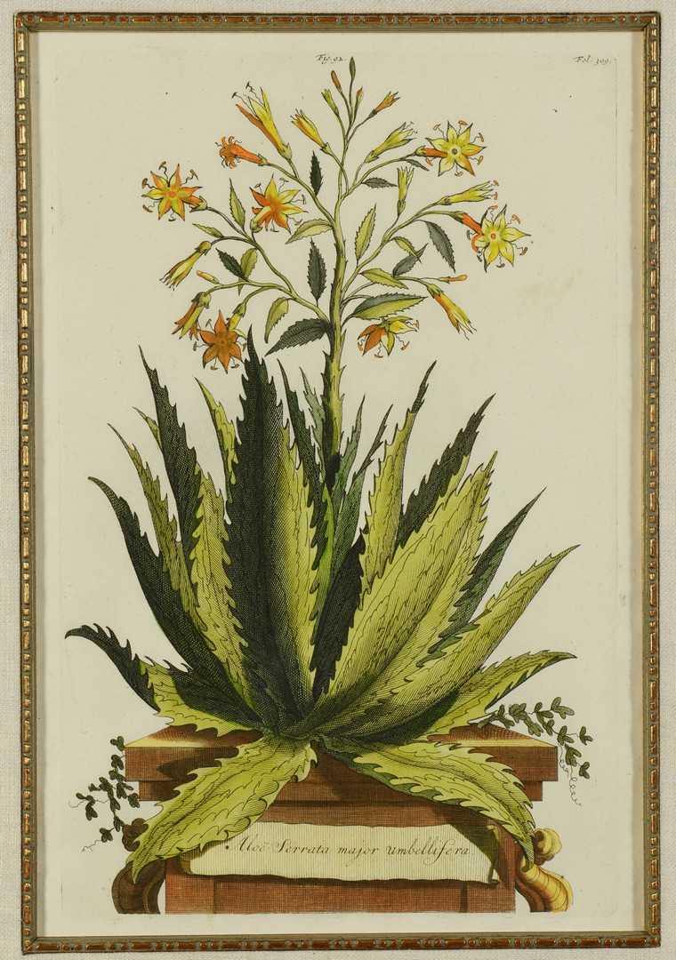 Lot 865: 4 Early Botanical Prints