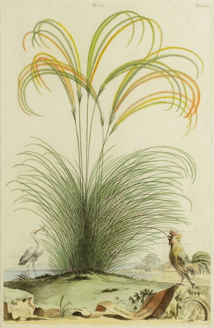 Lot 865: 4 Early Botanical Prints
