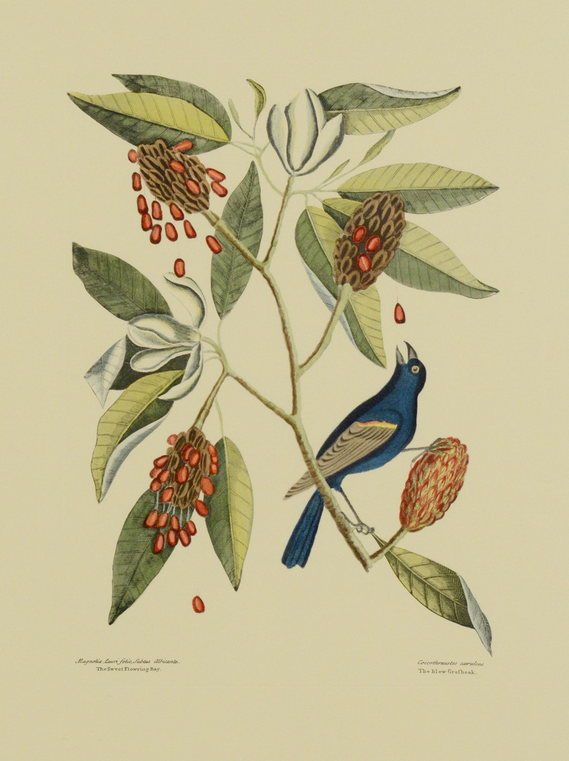 Lot 866: 6 Colonial Williamsburg Reproduction Bird Prints