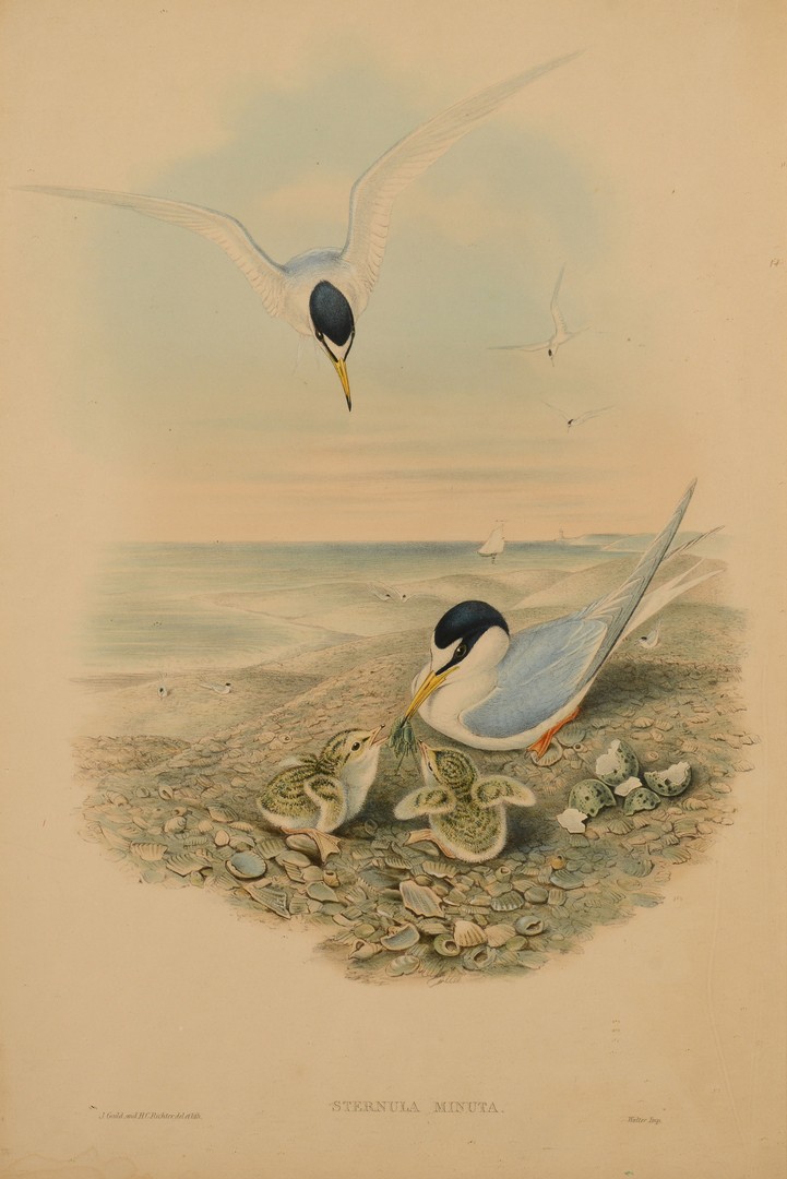 Lot 551: Pr. Gould & Richter & 1 A. Wilson Bird Prints, 3 total