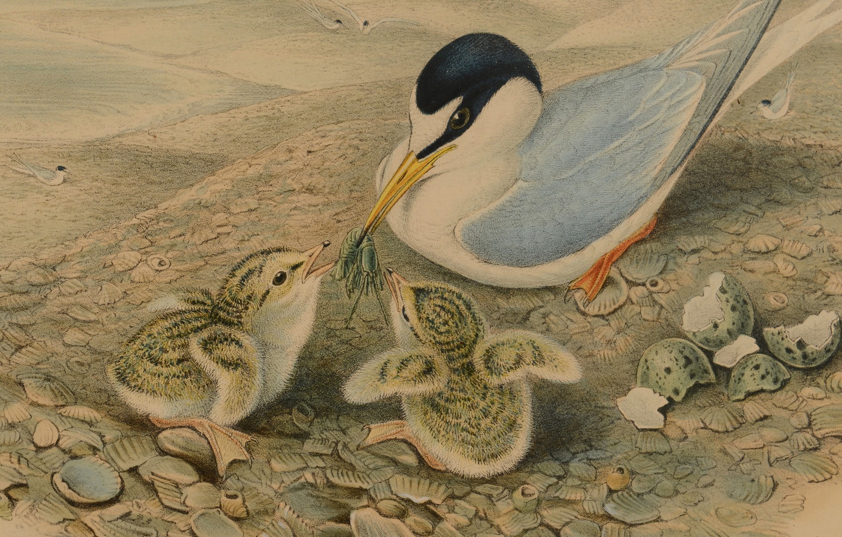 Lot 551: Pr. Gould & Richter & 1 A. Wilson Bird Prints, 3 total