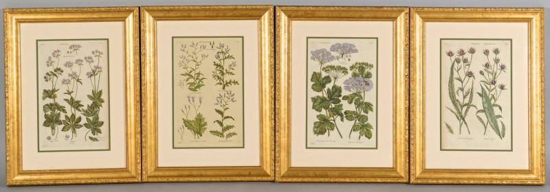 Lot 552: 4 Botanical Engravings after John Hill