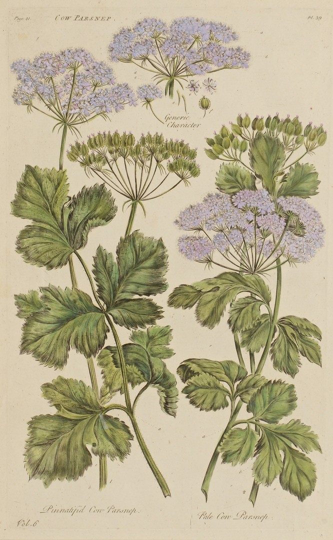 Lot 552: 4 Botanical Engravings after John Hill