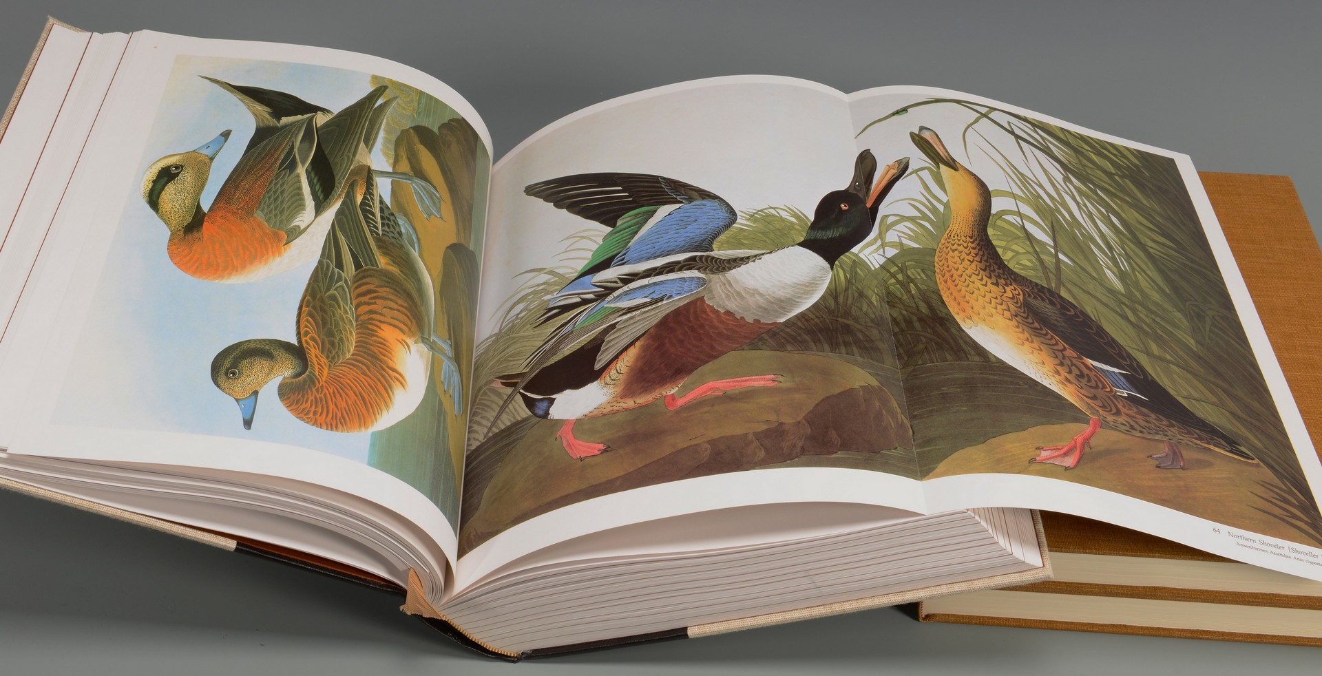 Lot 747: 2 John J. Audubon Illustrated Books
