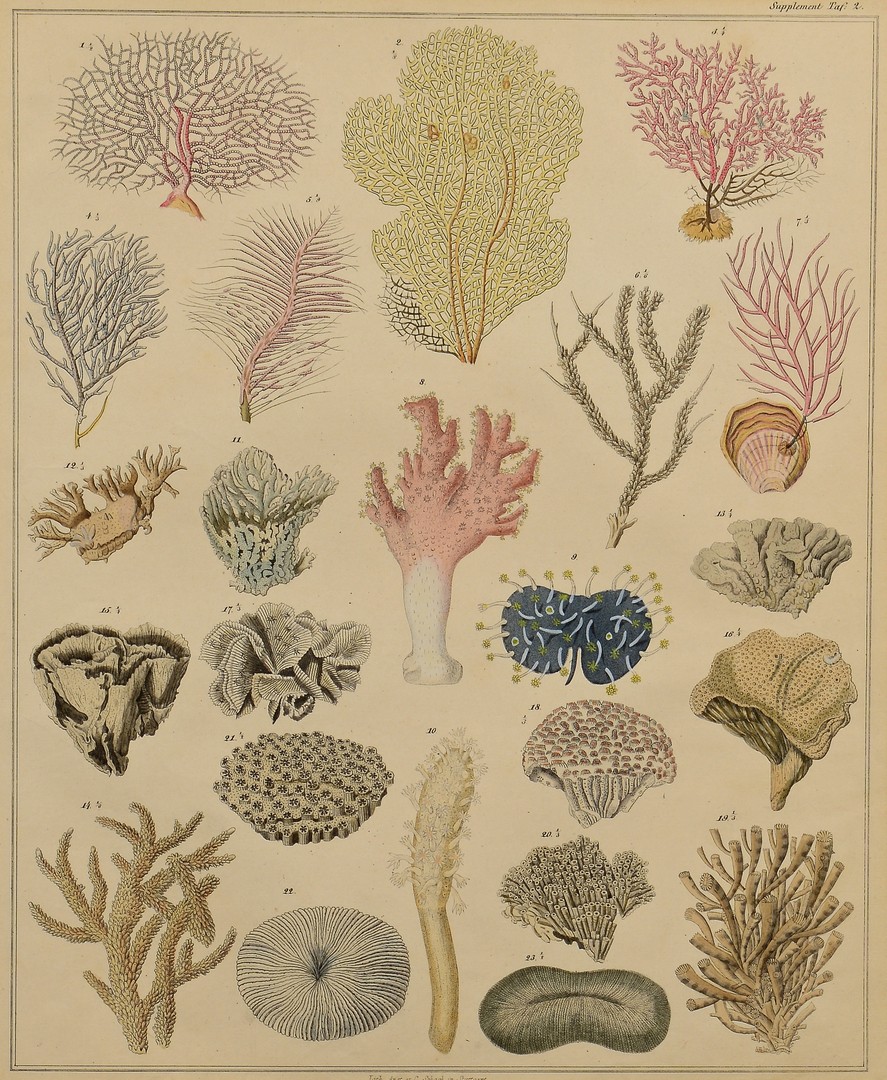 Lot 243: 3 Sea Shell and Coral Prints