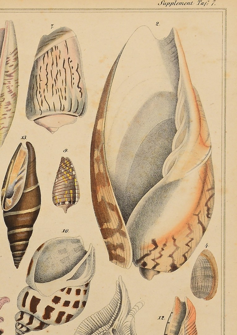 Lot 243: 3 Sea Shell and Coral Prints