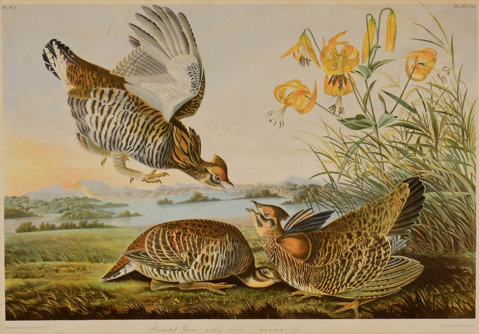 Lot 244: John J. Audubon, Bien Edition, Pinnated Grouse