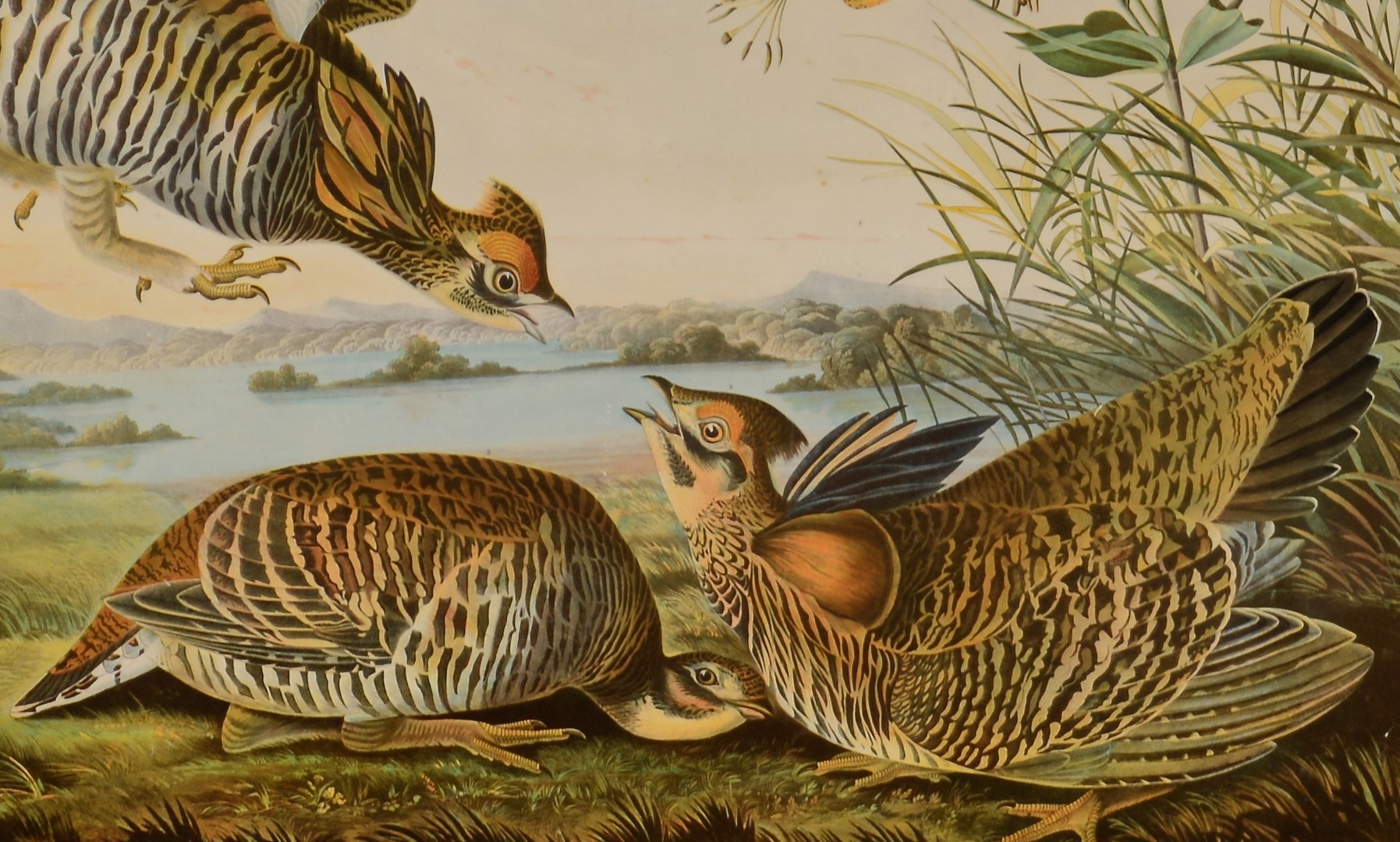 Lot 244: John J. Audubon, Bien Edition, Pinnated Grouse