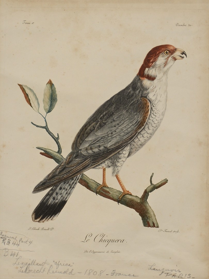 Lot 777: Pr C. Fessard Bird Engravings