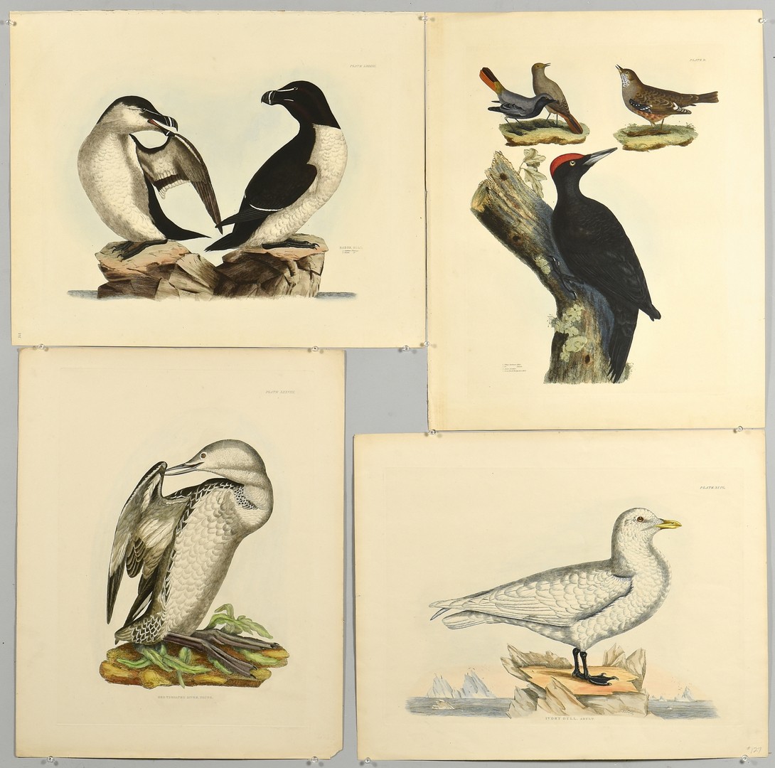 Lot 234: 4 Selby Bird Prints