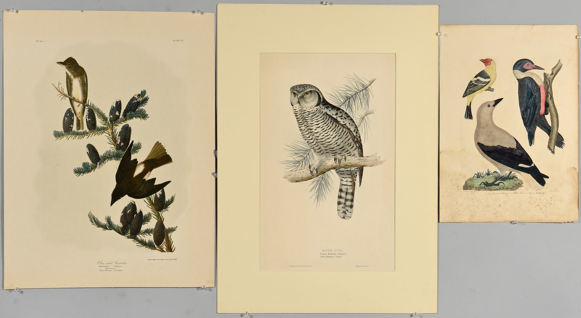 Lot 236: 3 Bird Prints, Gould, Audubon and Wilson.