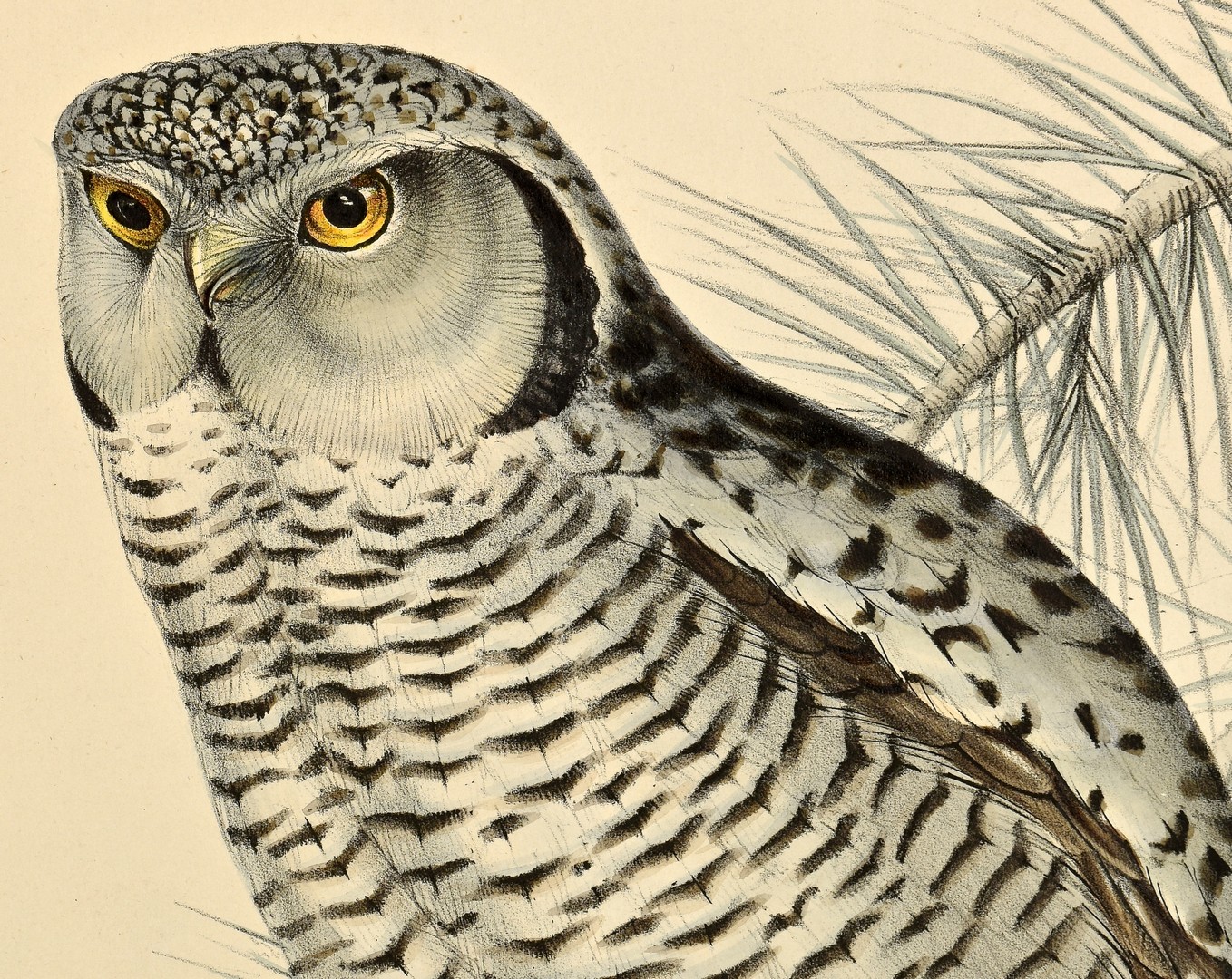 Lot 236: 3 Bird Prints, Gould, Audubon and Wilson.