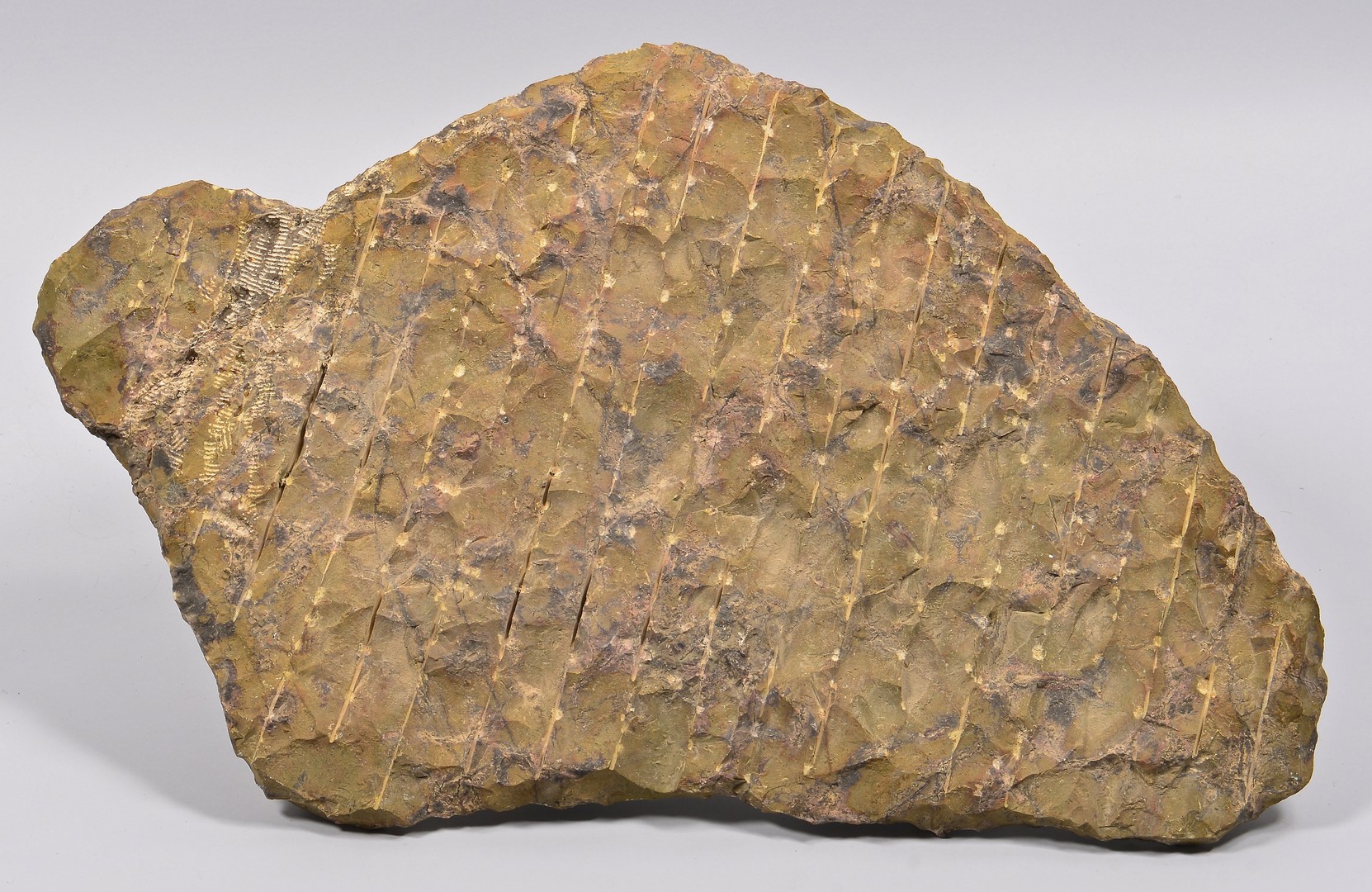 Lot 862: Fossil Slab with Nautilus & Shells