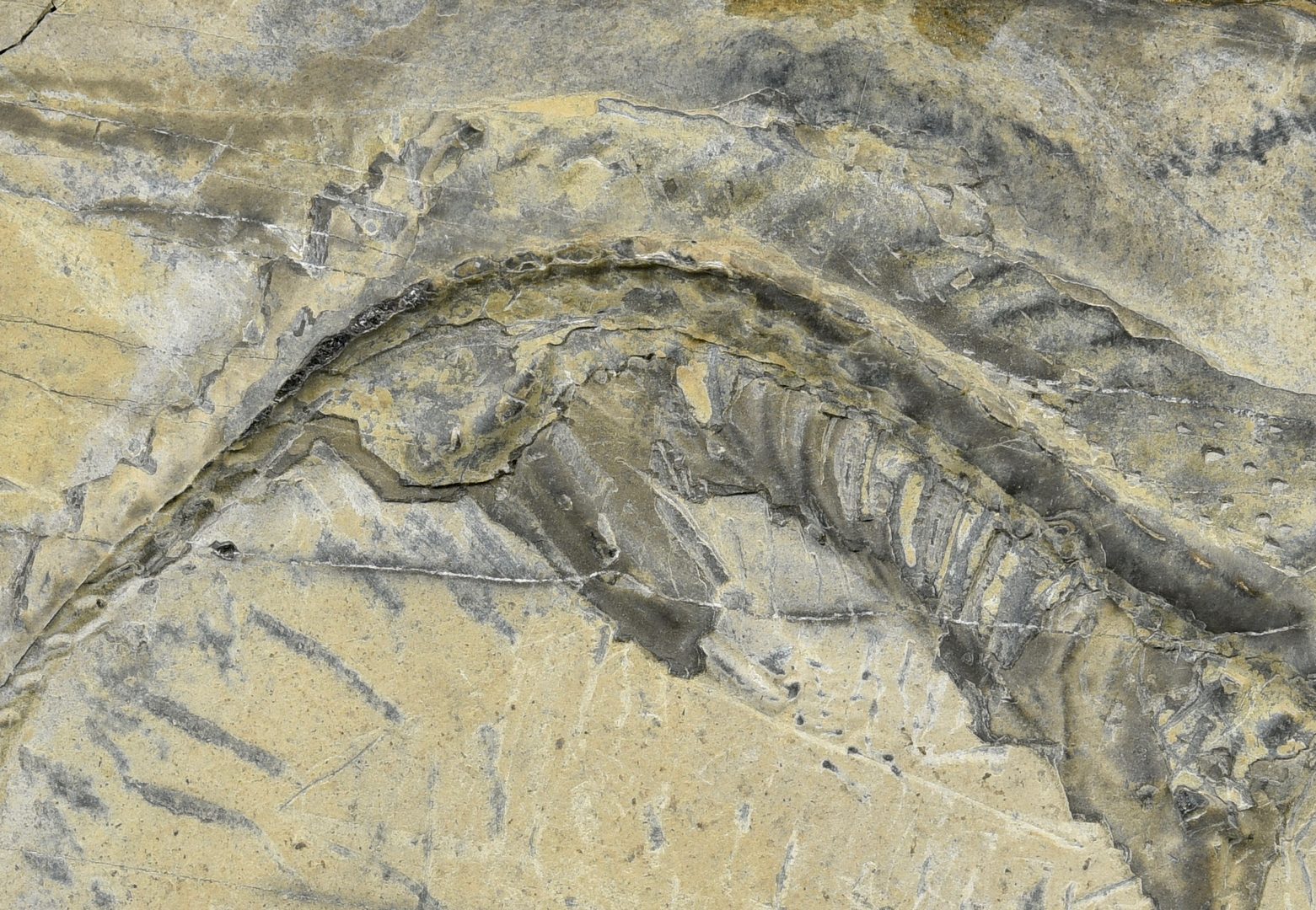 Lot 881: Therapod Dinosaur Fossil