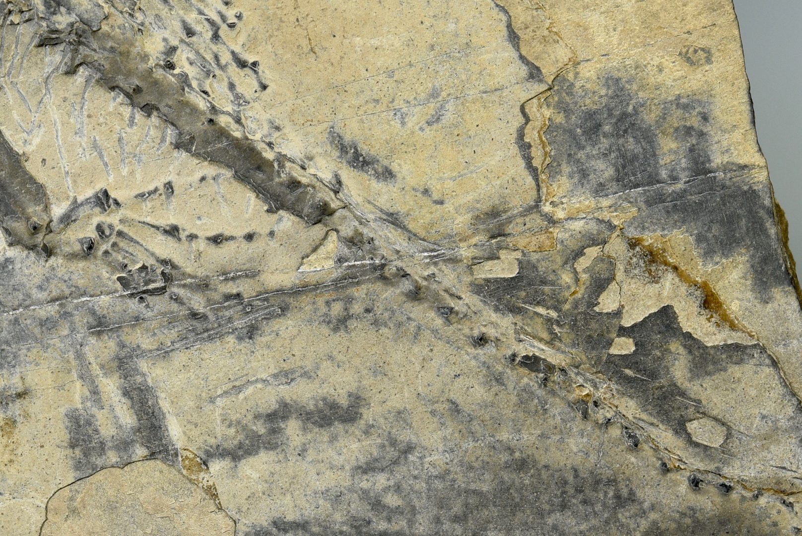 Lot 881: Therapod Dinosaur Fossil