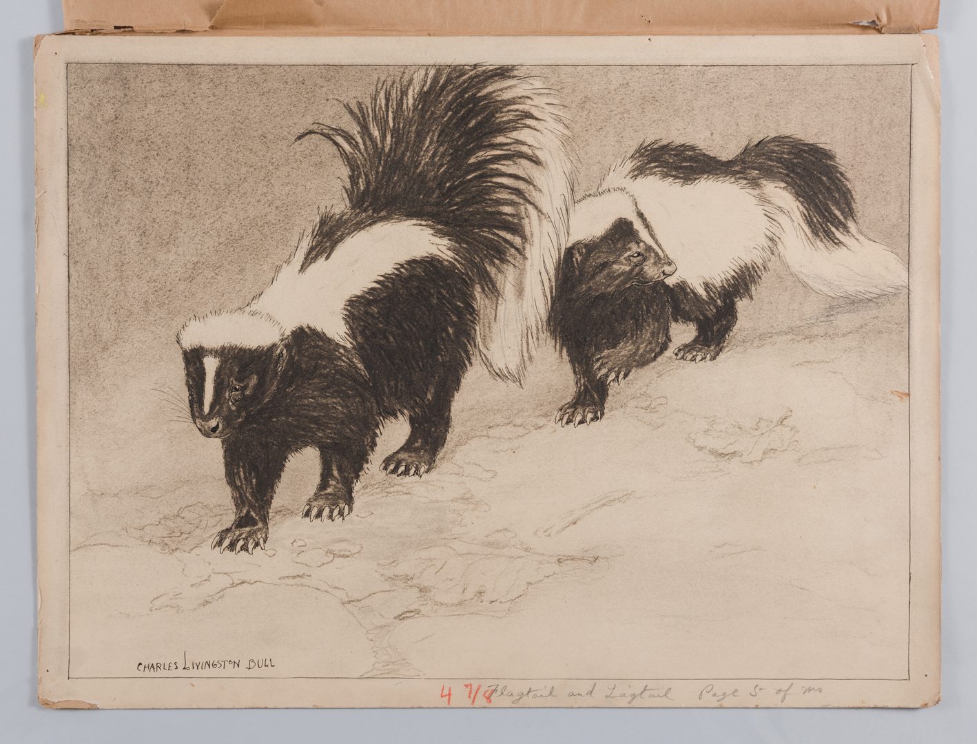 Lot 784: 2 Chas. L. Bull illustrations, skunks and hawk
