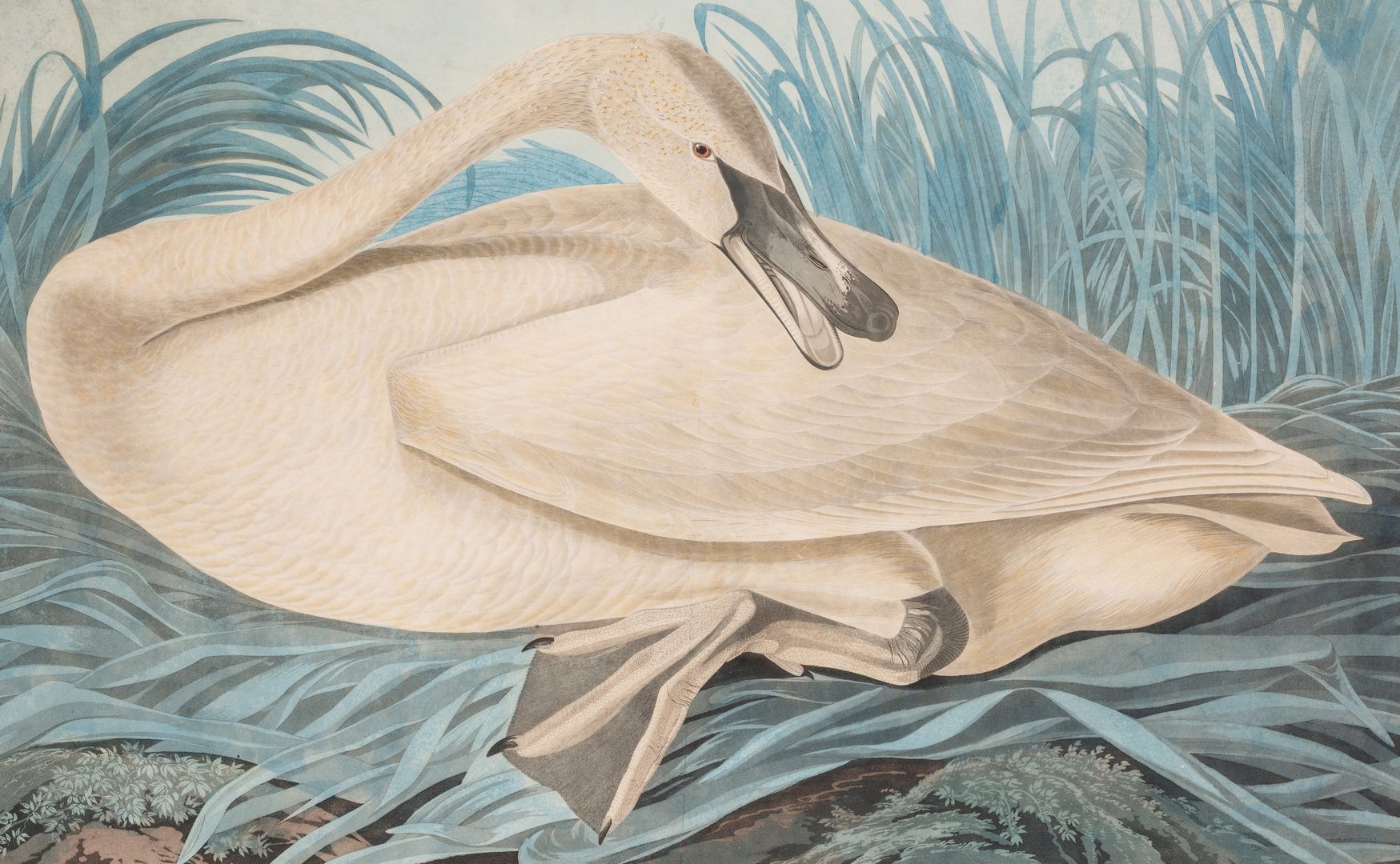 Lot 451: John J. Audubon Trumpeter Swan, Havell ed.