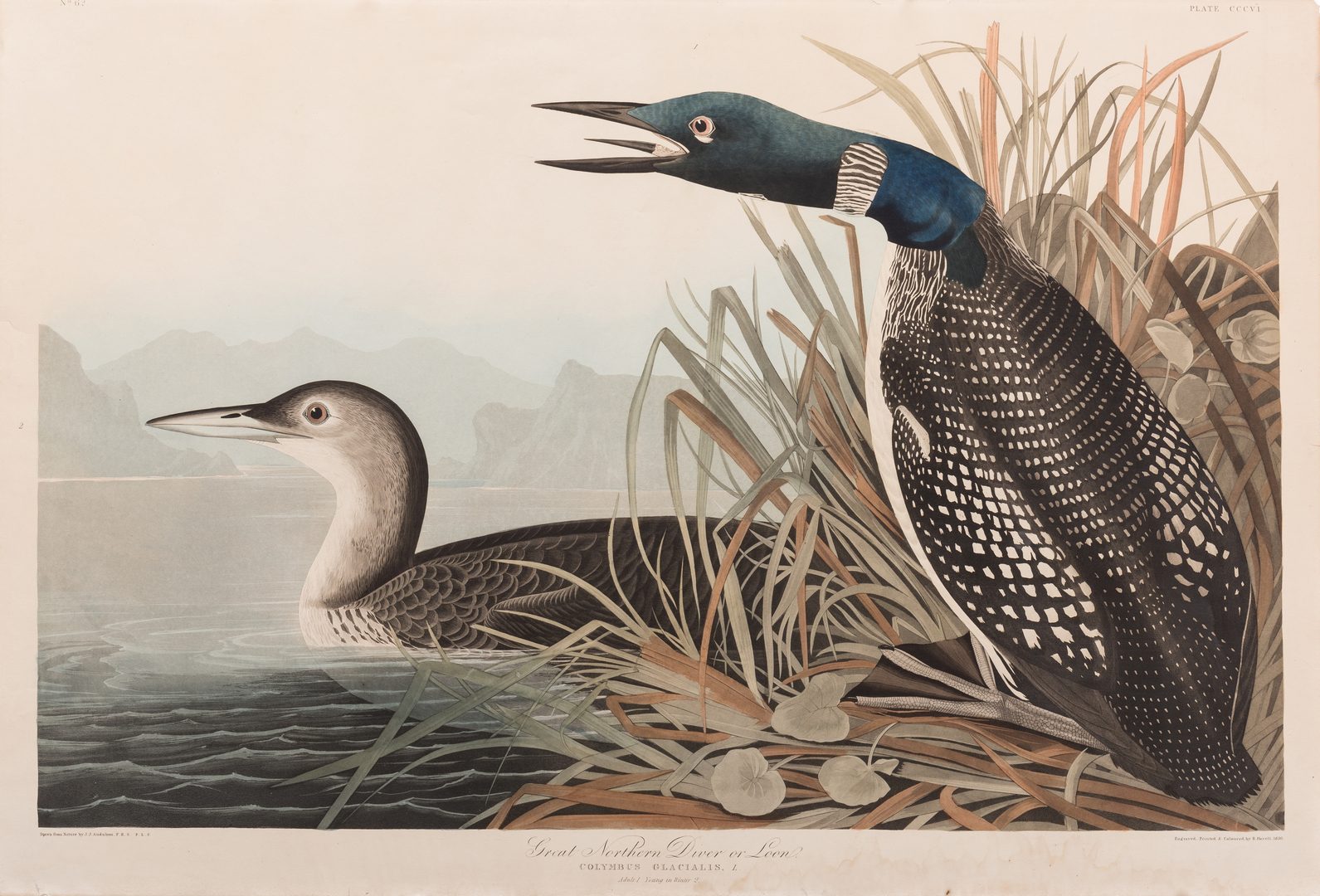 Lot 452: J.J. Audubon, Great Northern Diver or Loon