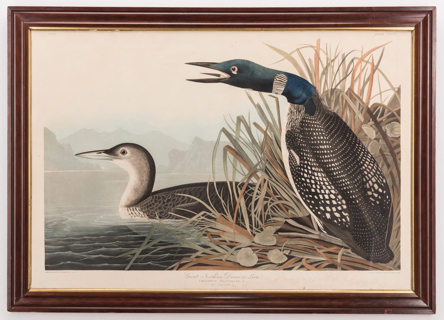 Lot 452: J.J. Audubon, Great Northern Diver or Loon