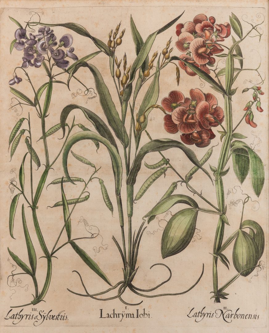 Lot 742: Basilius Besler Botanical Print