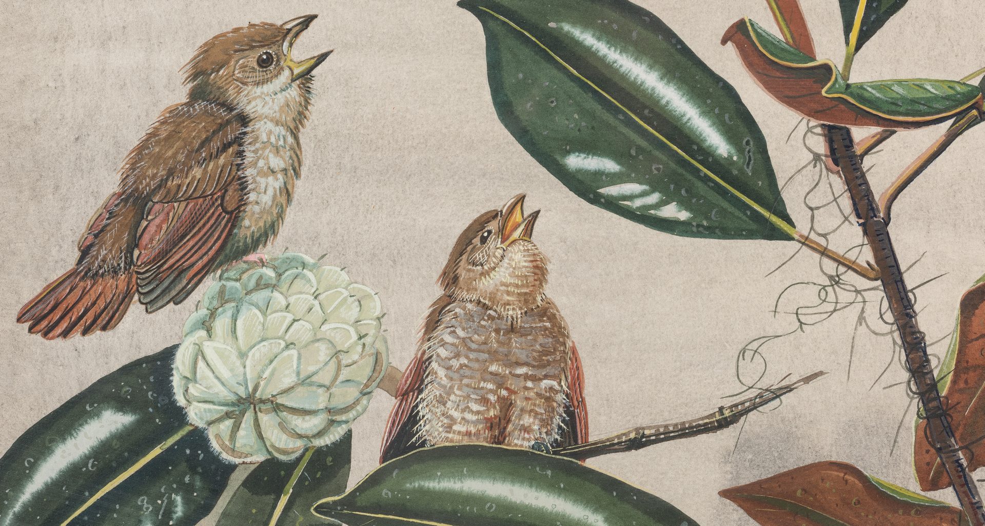 Lot 103: E. Von S. Dingle watercolor, 2 birds and Magnolia