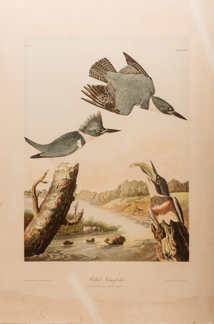 Lot 301: Audubon Bien print, Kingfisher