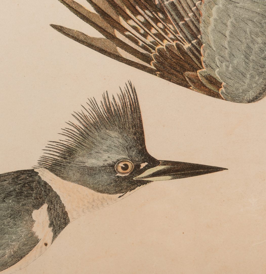 Lot 301: Audubon Bien print, Kingfisher