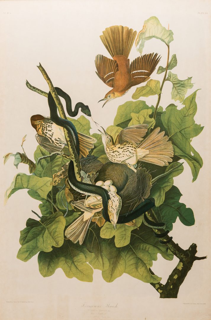 Lot 302: Audubon Bien print, Ferruginous Thrush