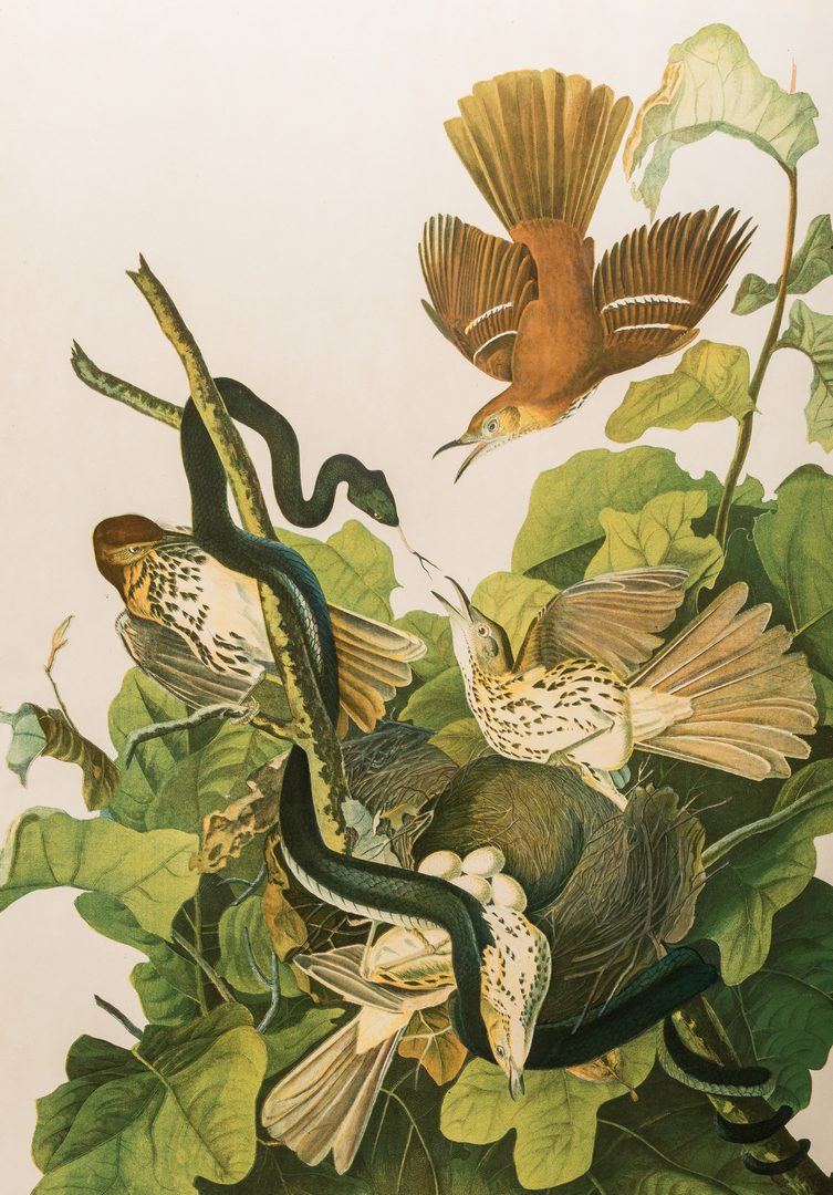 Lot 302: Audubon Bien print, Ferruginous Thrush