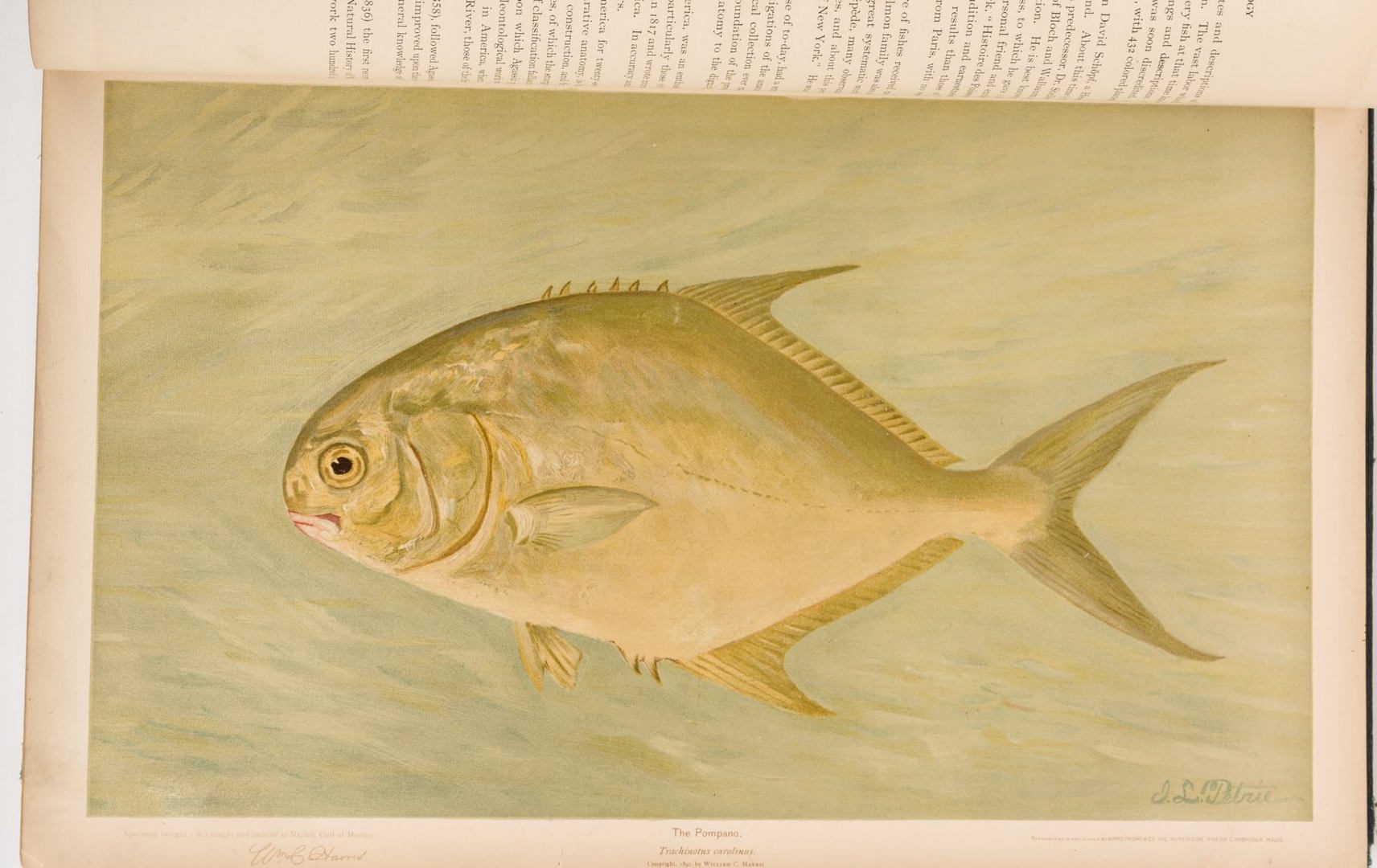 Lot 556: The Fishes of North America, William C. Harris, 18