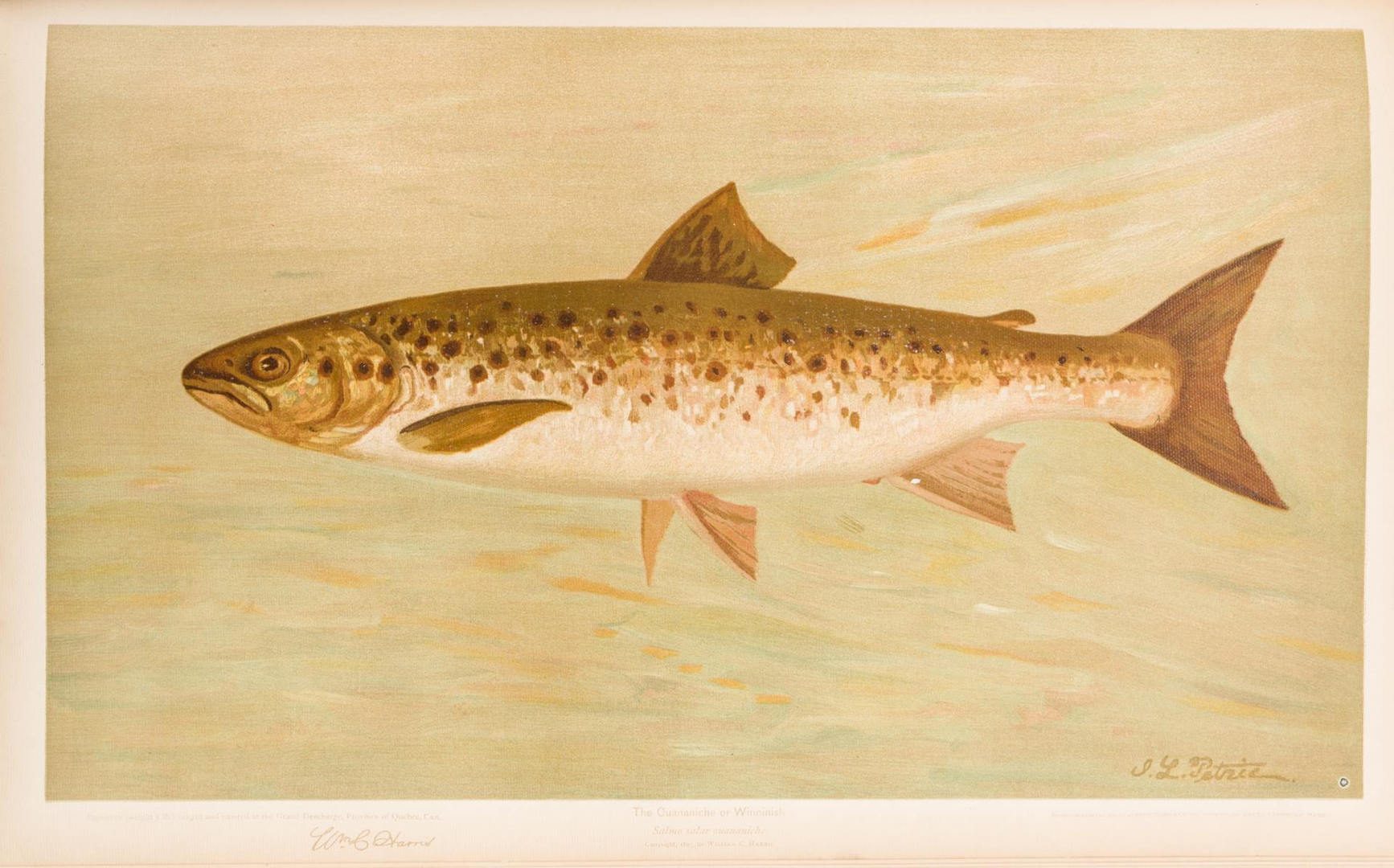 Lot 556: The Fishes of North America, William C. Harris, 18
