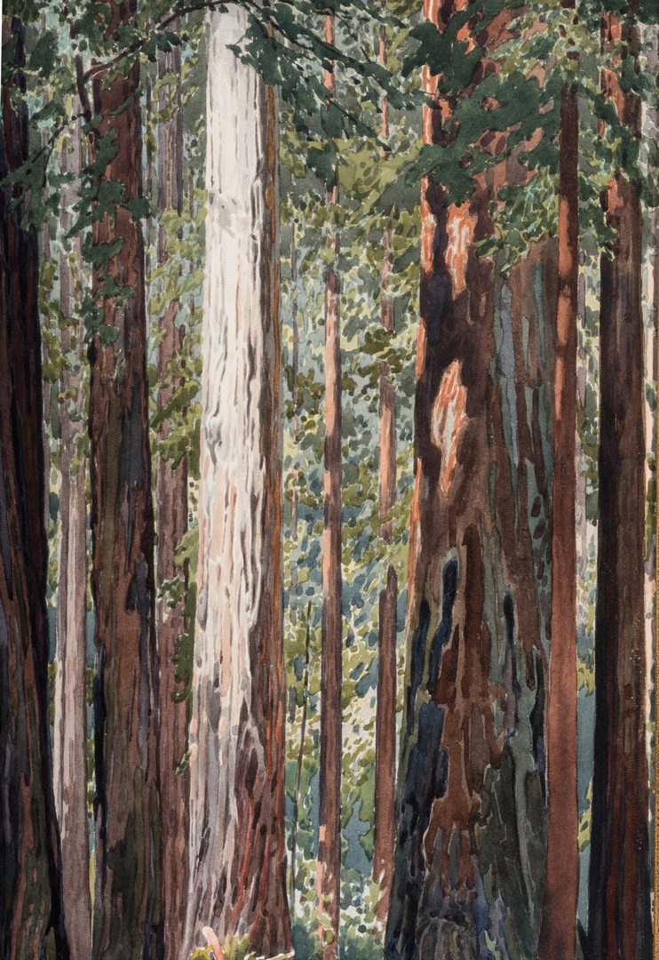 Lot 554: Gunnar Widforss Western Watercolor, In the Redwoods