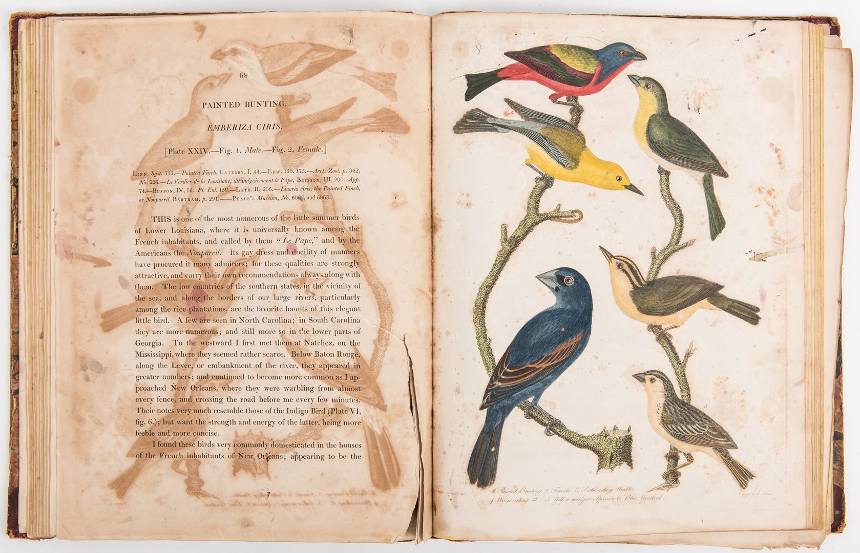Lot 805: Wilson, American Ornithology, Vol. II & V, 1812