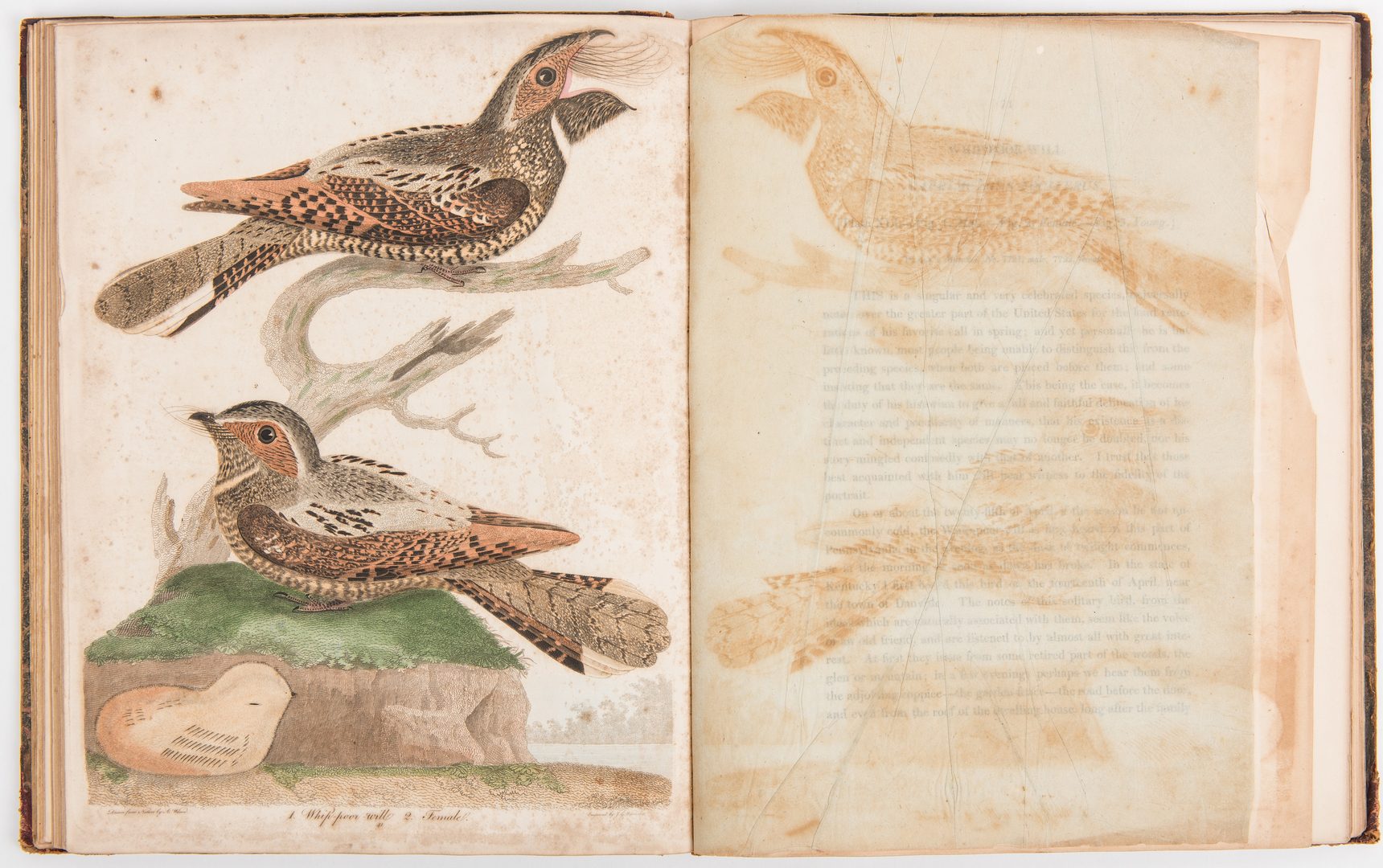 Lot 805: Wilson, American Ornithology, Vol. II & V, 1812