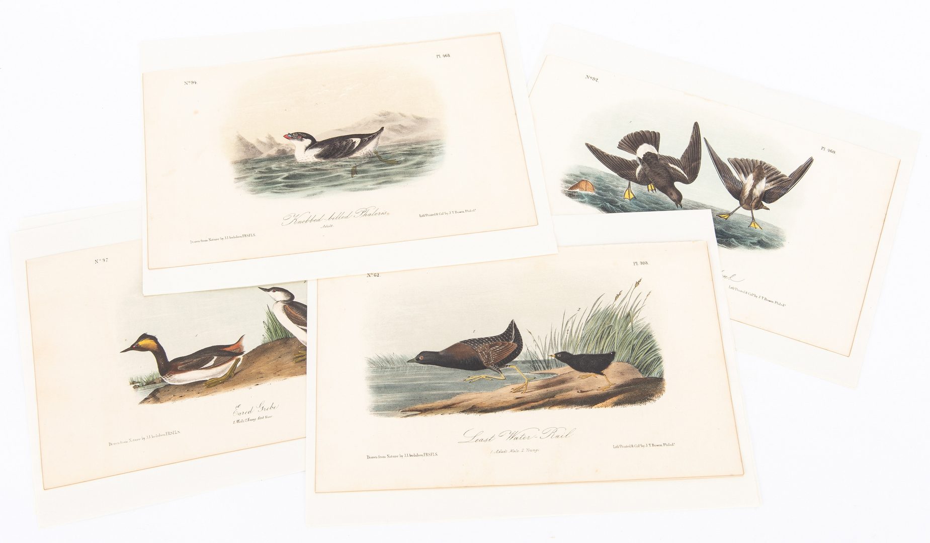 Lot 85: 4 Audubon Royal Octavo Prints, 1859