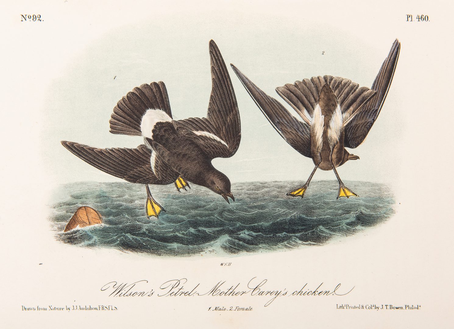 Lot 85: 4 Audubon Royal Octavo Prints, 1859