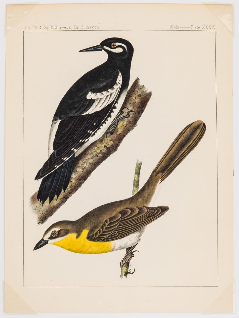 Lot 91: 3 Albums w/ 19th Cent. Bird Prints, inc. Cassin, Bowen