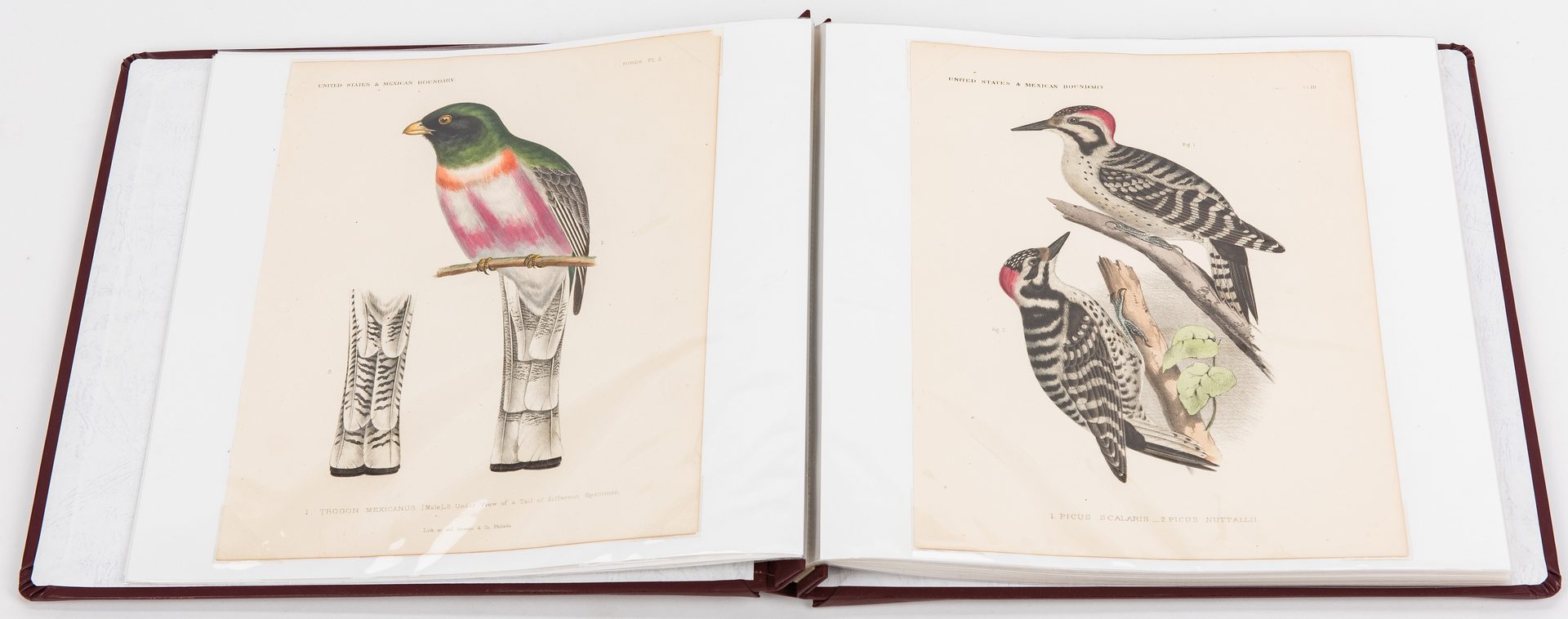 Lot 91: 3 Albums w/ 19th Cent. Bird Prints, inc. Cassin, Bowen