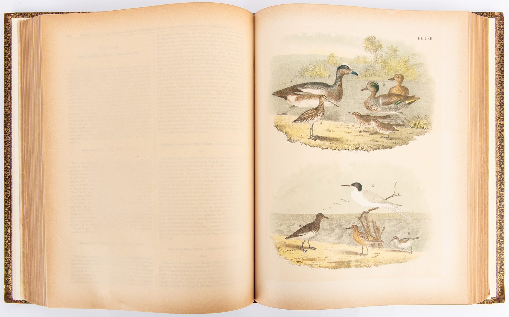 Lot 94: Studer, Birds of North America, 1st Ed., 1888