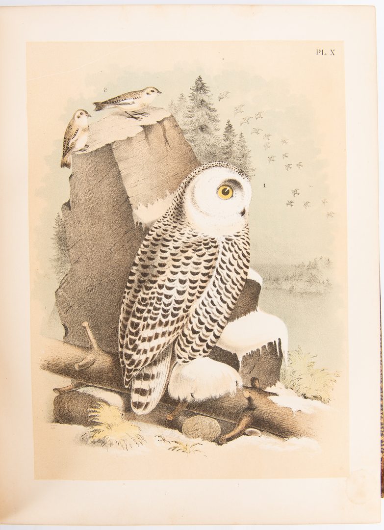 Lot 94: Studer, Birds of North America, 1st Ed., 1888
