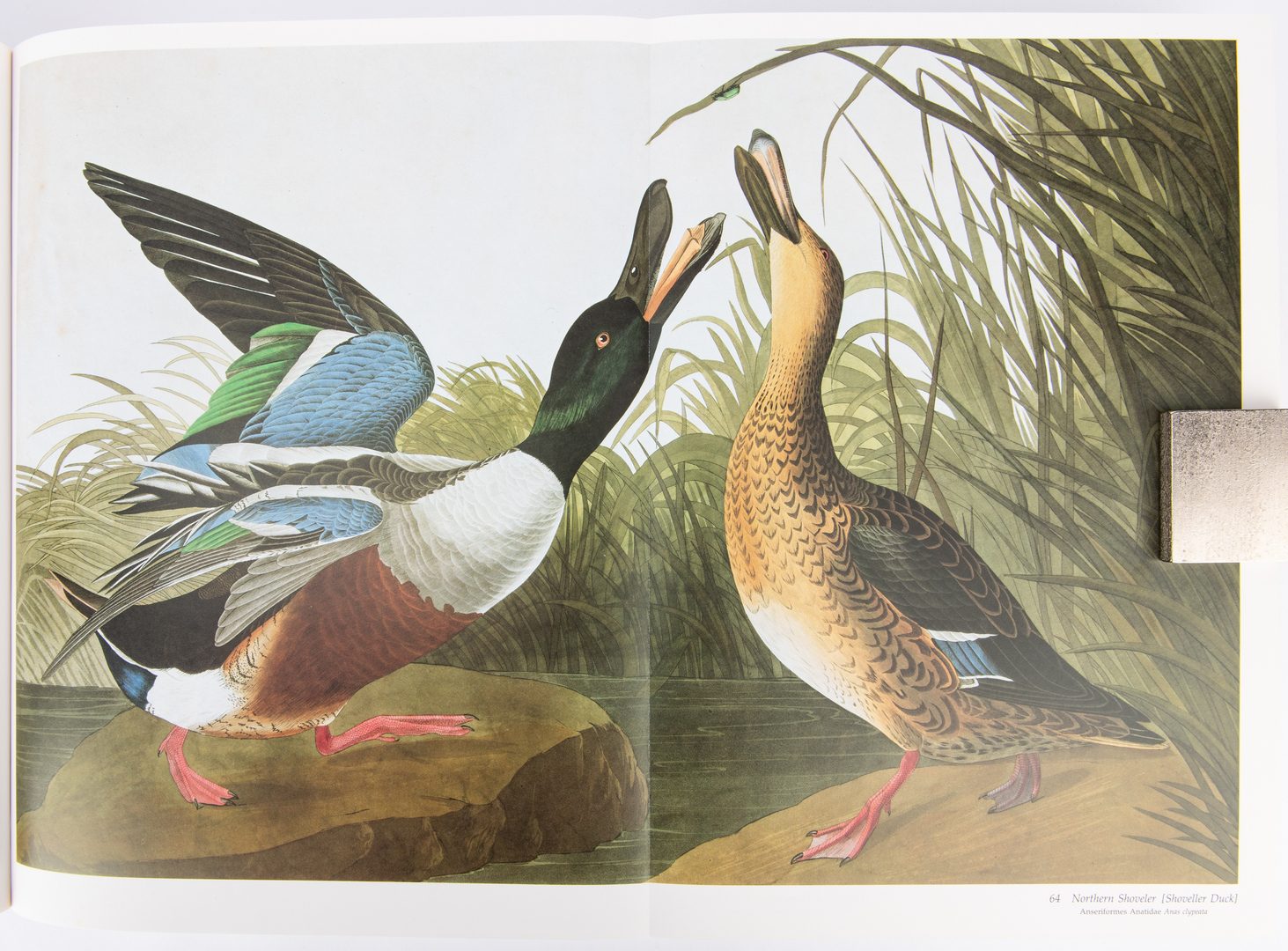 Lot 99: R. T. Peterson, Audubon's Birds of America, 1981