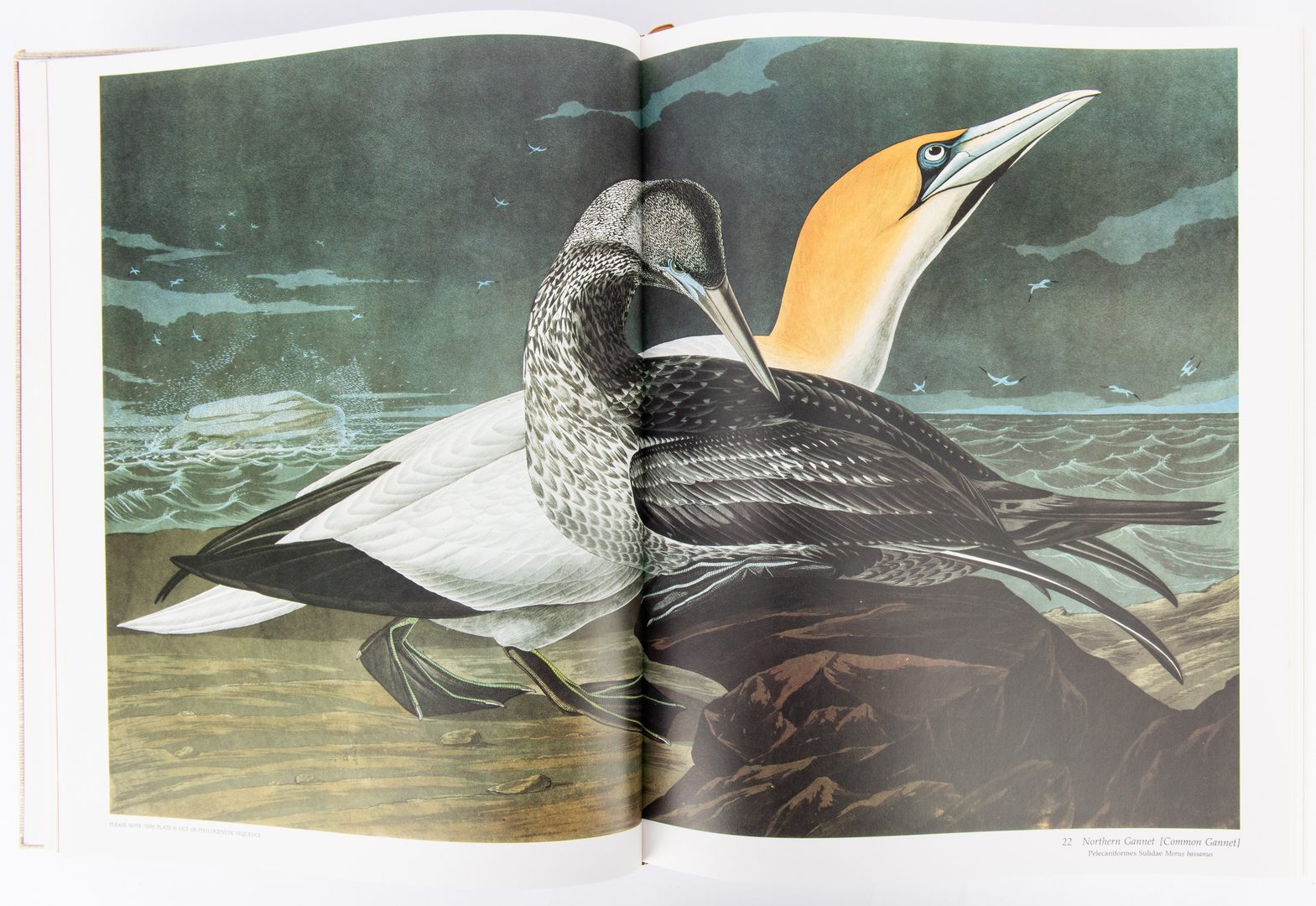 Lot 99: R. T. Peterson, Audubon's Birds of America, 1981