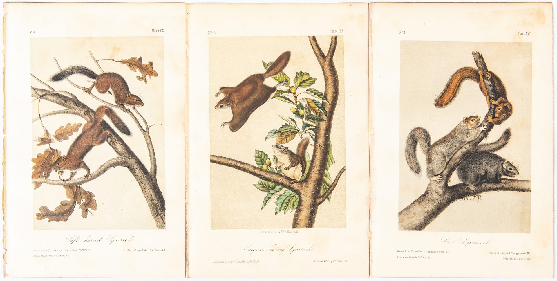 Lot 738: 2 Bowen Audubon Folios, Animals & 17 Octavo Ed, 21 items