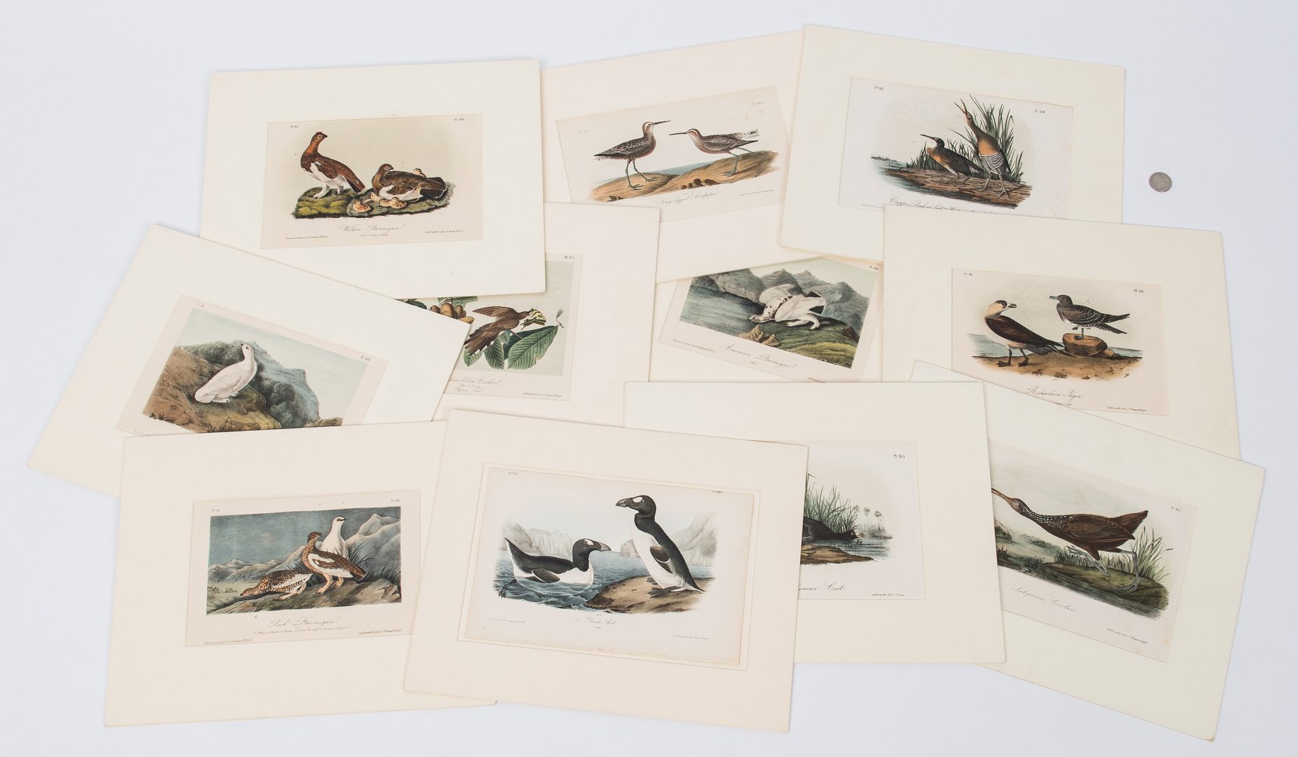 Lot 359: 11 After Audubon Octavo Prints