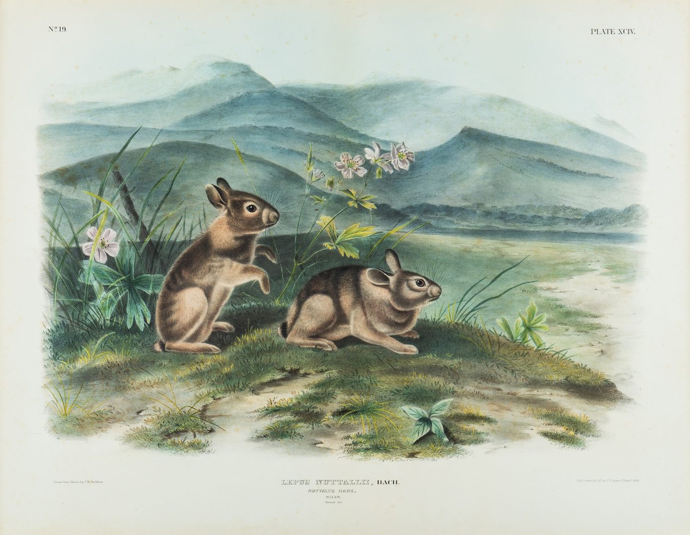 Lot 360: Audubon Nuttal's Hare, Bowen edition.