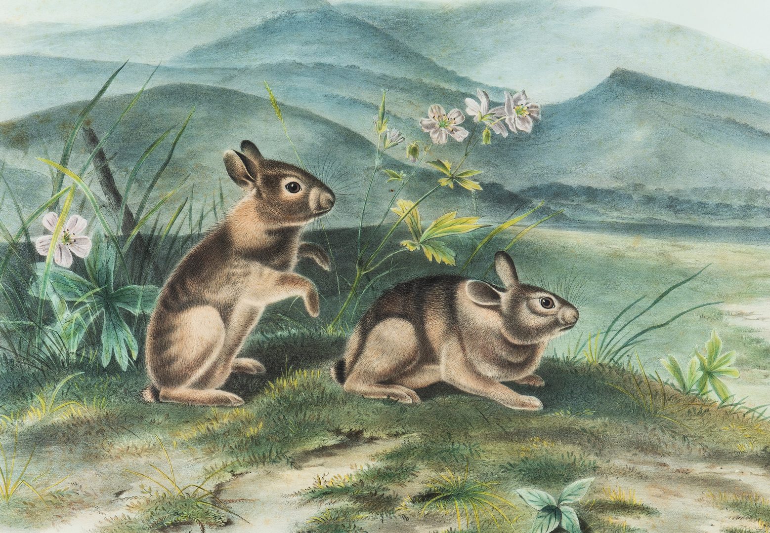 Lot 360: Audubon Nuttal's Hare, Bowen edition.