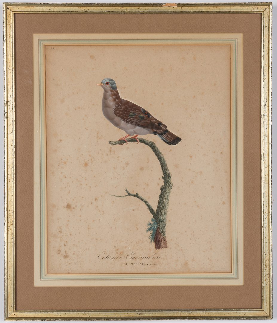 Lot 361: 5 Pauline Knip French Bird Prints, 19th c.